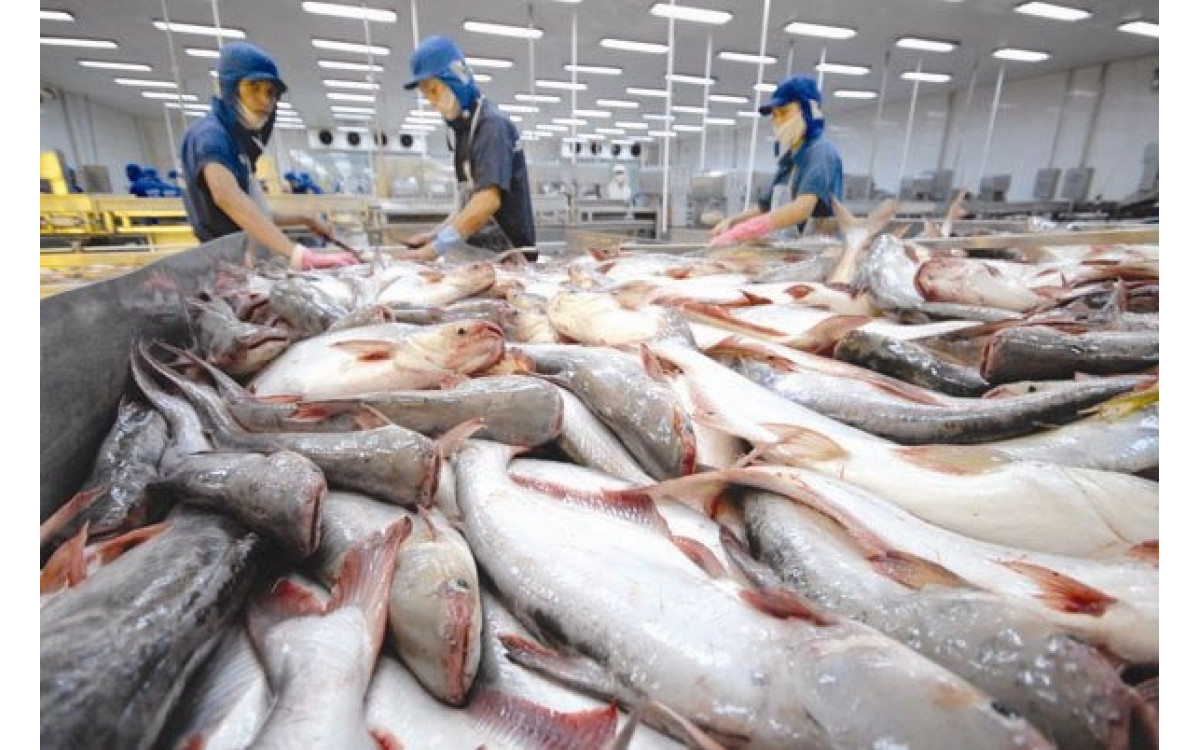 Đẩy mạnh ti&ecirc;u thụ nội địa c&aacute;c sản phẩm c&aacute; tra